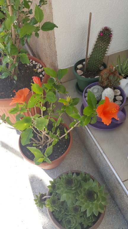 בודווה Hibiscus Guest House מראה חיצוני תמונה