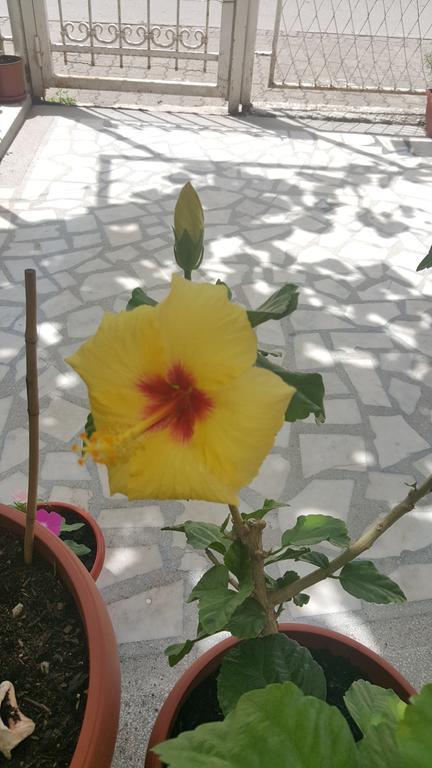 בודווה Hibiscus Guest House מראה חיצוני תמונה